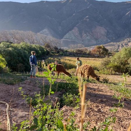 Dormir Con Llamas Maimará Exterior foto