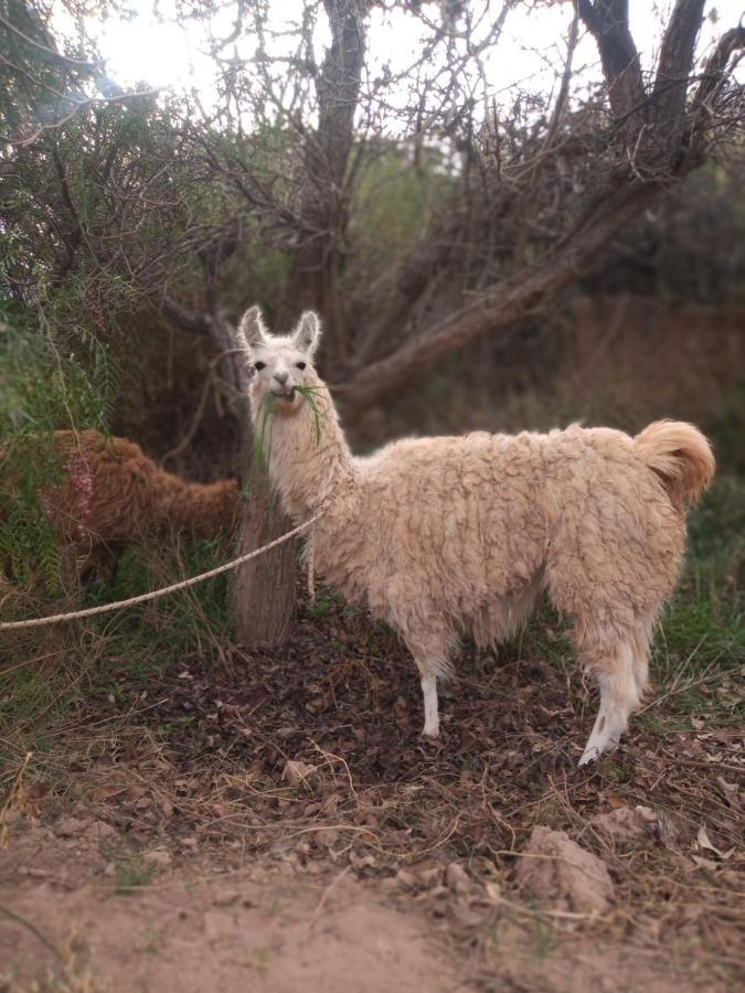 Dormir Con Llamas Maimará Exterior foto