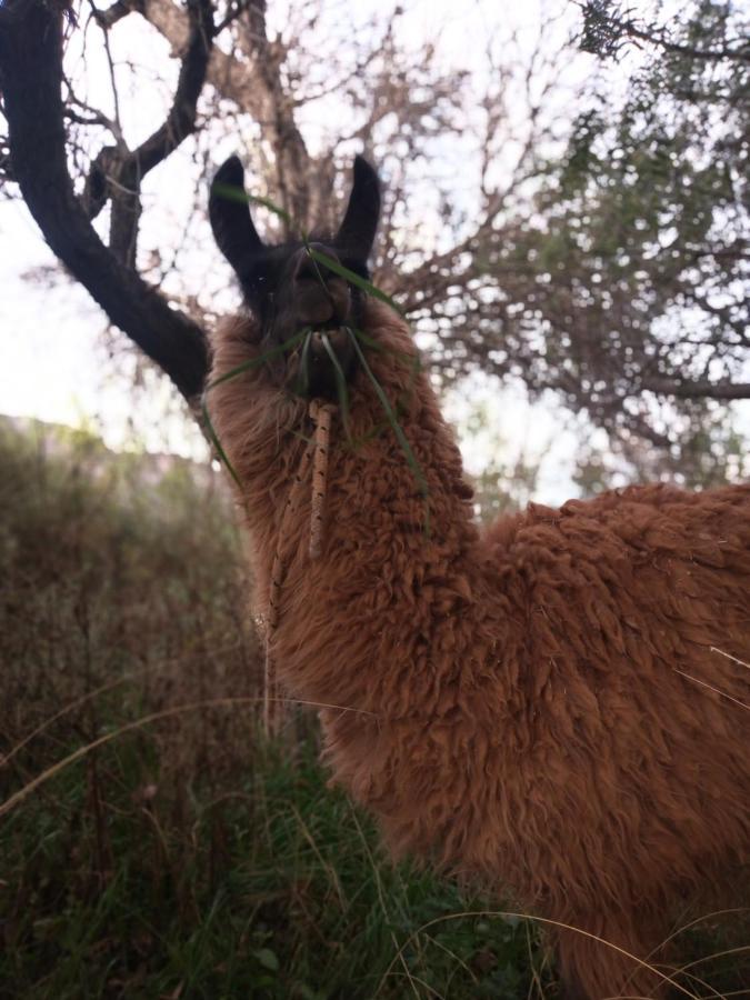 Dormir Con Llamas Maimará Exterior foto